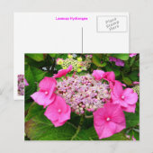 Lacecap Hydrangea Postkarte (Vorne/Hinten)