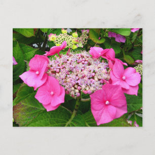 Lacecap Hydrangea Postkarte