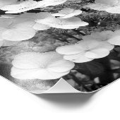 Lacecap Hydrangea Schwarz und Weiß 8x10 Fotodruck (Ecke)