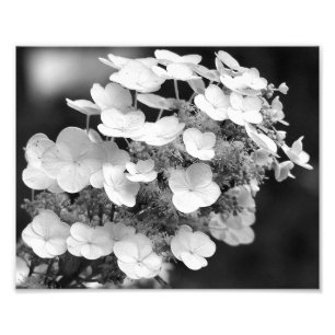 Lacecap Hydrangea Schwarz und Weiß 8x10 Fotodruck