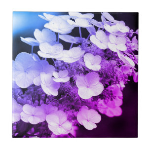 Lacecap Hydrangea Schwarz-Weiß-Farbton  Fliese