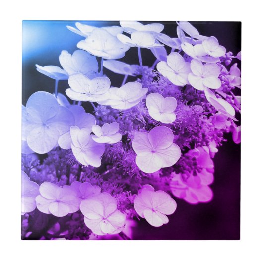 Lacecap Hydrangea Schwarz-Weiß-Farbton Fliese (Vorderseite)