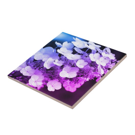 Lacecap Hydrangea Schwarz-Weiß-Farbton Fliese (Seite)