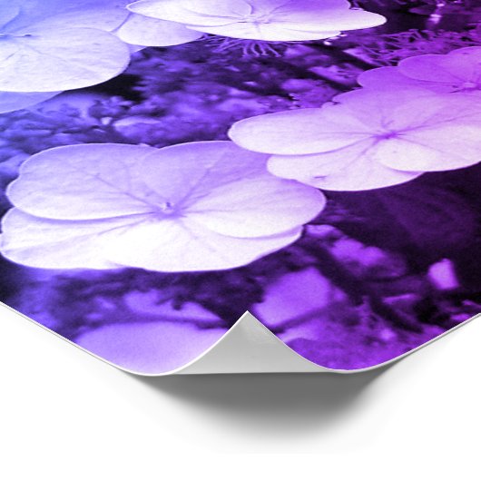 Lacecap Hydrangea Schwarz-Weiß-Farbton Poster (Ecke)