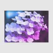 Lacecap Hydrangea Schwarz-Weiß-Farbton Seidenpapier (Vorderseite)