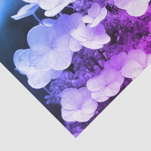 Lacecap Hydrangea Schwarz-Weiß-Farbton Seidenpapier (Ausschnitt)