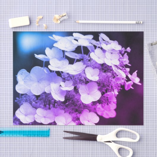 Lacecap Hydrangea Schwarz-Weiß-Farbton Seidenpapier (Handwerk)