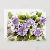 Lacecap Hydrangeas Postkarte (Vorne/Hinten)
