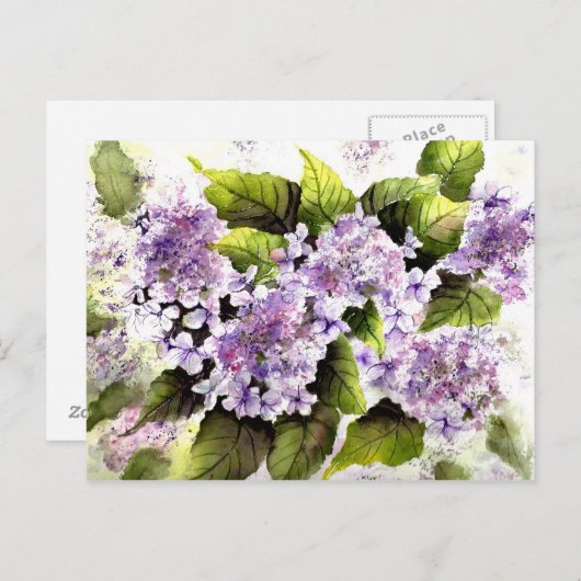Lacecap Hydrangeas Postkarte (Vorne/Hinten)