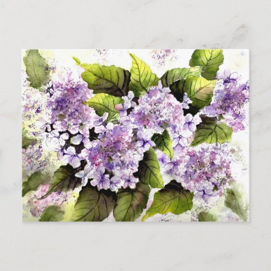 Lacecap Hydrangeas Postkarte (Vorderseite)