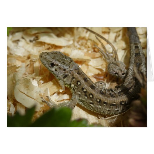 Lacerta agilis (Vorderseite (Horizontal))