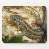Lacerta agilis mousepad (Vorne)
