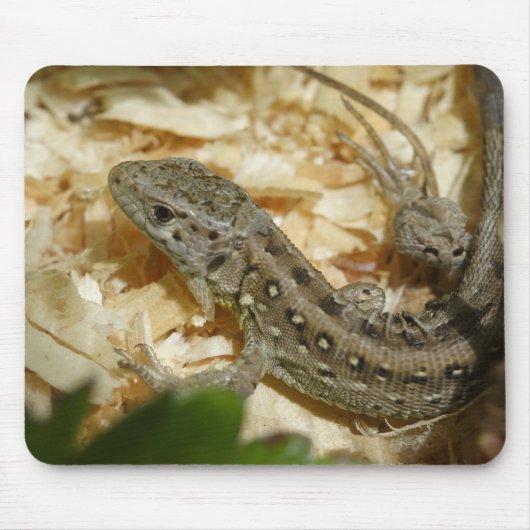 Lacerta agilis mousepad (Vorne)