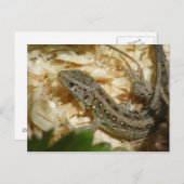 Lacerta agilis postkarte (Vorne/Hinten)