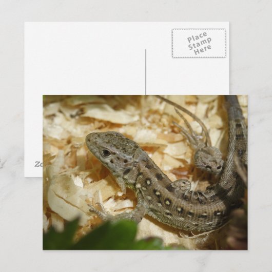 Lacerta agilis postkarte (Vorne/Hinten)