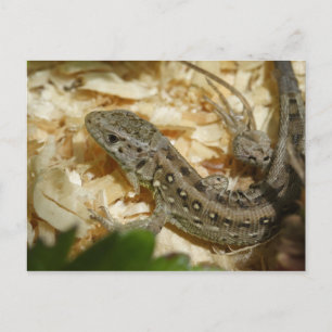 Lacerta agilis postkarte