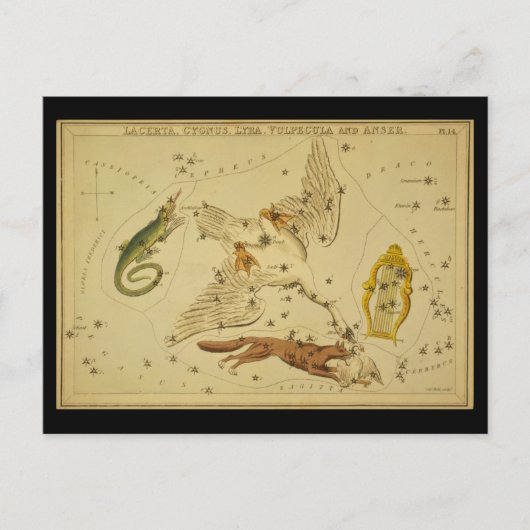 Lacerta, Cygnus, Lyra, Vulpecula und Anser Postkarte (Vorderseite)