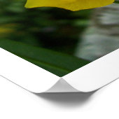 Lacewing Butterfly Poster (Ecke)