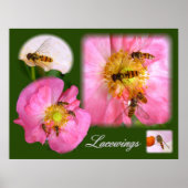 LACEWINGS ~ Poster (Vorne)
