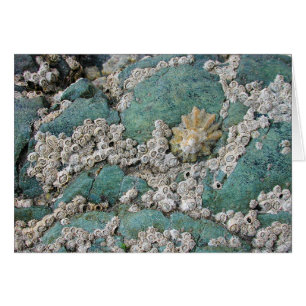Lacey Barnacles schmücken grünen Fels