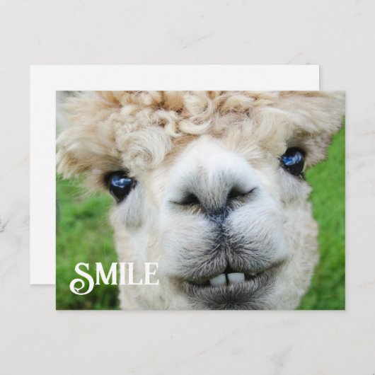Lächeln Alpaca Llama Funny Farm Animal Smile Postkarte (Vorne/Hinten)
