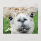 Lächeln Alpaca Llama Funny Farm Animal Smile Postkarte (Vorderseite)