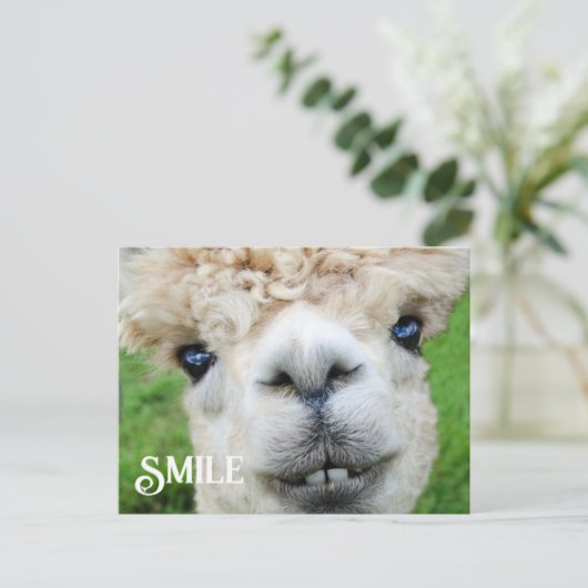 Lächeln Alpaca Llama Funny Farm Animal Smile Postkarte (Stehend Vorderseite)