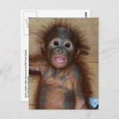 Lächeln Baby Orangutan in Diapers Borneo Postkarte (Vorne/Hinten)