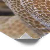 Lächeln Blenny Poster (Ecke)