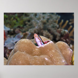 Lächeln Blenny Poster
