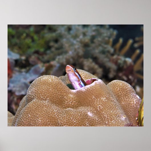 Lächeln Blenny Poster (Vorne)