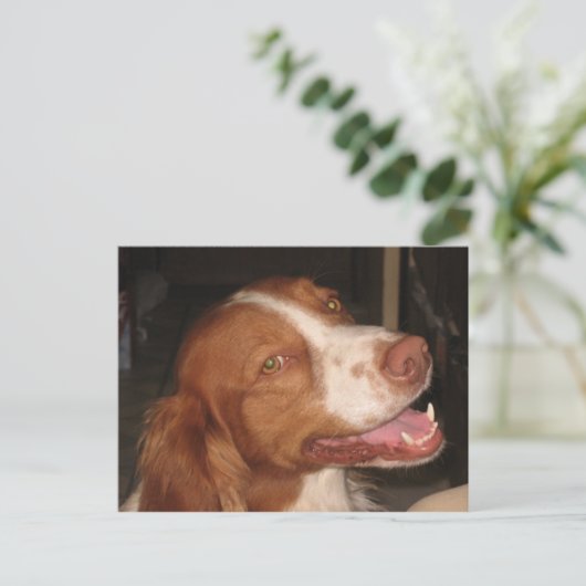 Lächeln Brittany Spaniel Postkarte (Stehend Vorderseite)