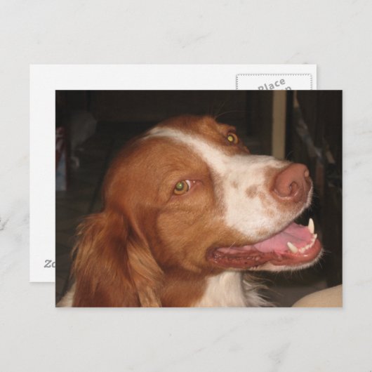 Lächeln Brittany Spaniel Postkarte (Vorne/Hinten)