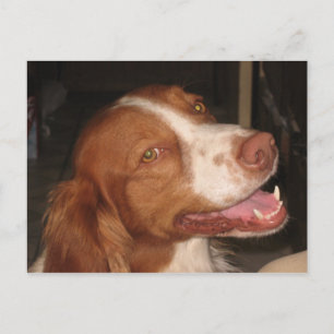 Lächeln Brittany Spaniel Postkarte
