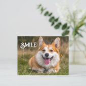 Lächeln Corgi Hund Funny Animal Smile Postkarte (Stehend Vorderseite)