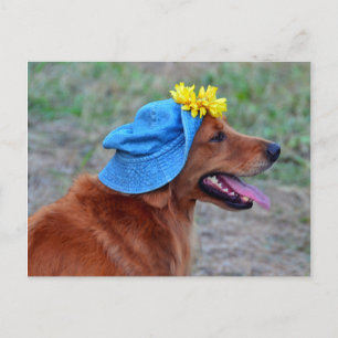 Lächeln des Golden Retriever in Hut Postkarte