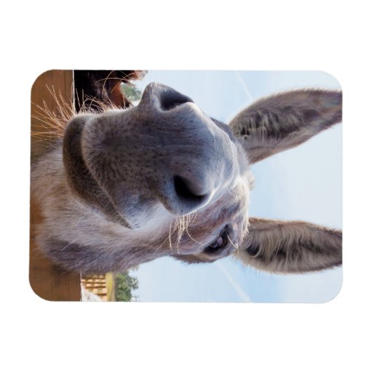 Lächeln Donkey Magnet (Horizontal)