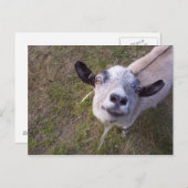 Lächeln für die Kamera Postkarte (Vorne/Hinten)