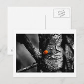 Lächeln für einen Ladybug Postkarte (Vorne/Hinten)
