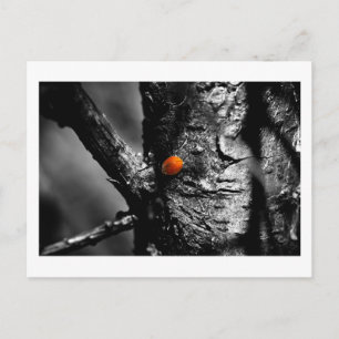Lächeln für einen Ladybug Postkarte