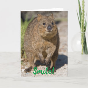 Lächeln / Gute Besserung, Glückliches Quokka, Aust Karte