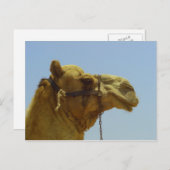 Lächeln - Kamelkopf mit blauem Himmel Postkarte (Vorne/Hinten)