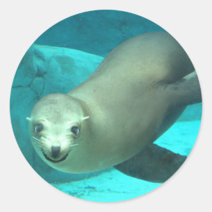 Lächeln Sea Lion - Saint Louis Zoo Runder Aufkleber