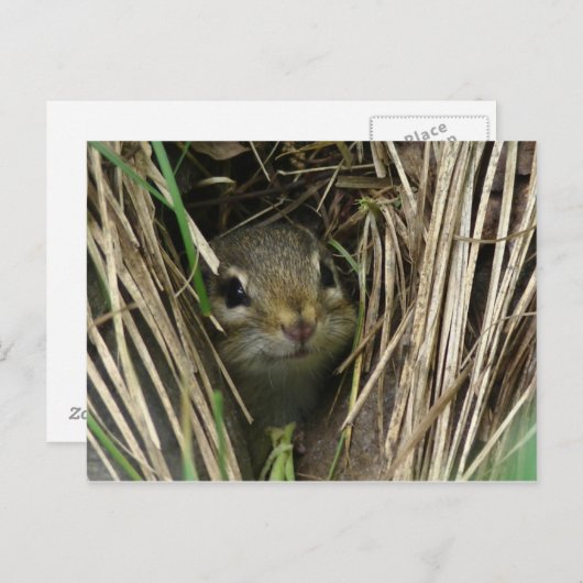 Lächeln von Chipmunk Postkarte (Vorne/Hinten)