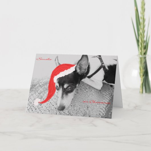 Lächeln, Weihnachten, Karte mit Rat Terrier (Vorderseite)