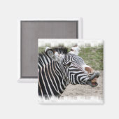 Lächeln Zebra Magnet (Vorderseite/Rückseite)