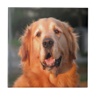 Lächeln zum goldenen Retriever der lieben Liebe Fliese