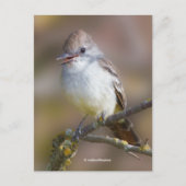 Lächelnd Asche-Throated Flycatcher Songbird am Zwe Postkarte (Vorderseite)