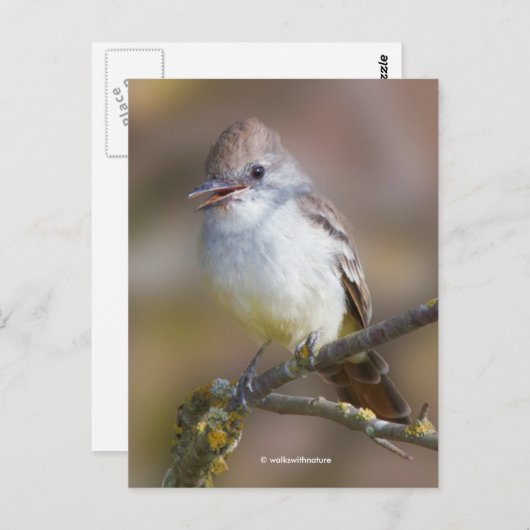 Lächelnd Asche-Throated Flycatcher Songbird am Zwe Postkarte (Vorne/Hinten)