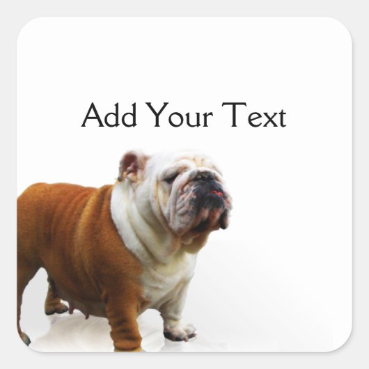 Lächelnd Bulldog Quadratischer Aufkleber (Vorderseite)